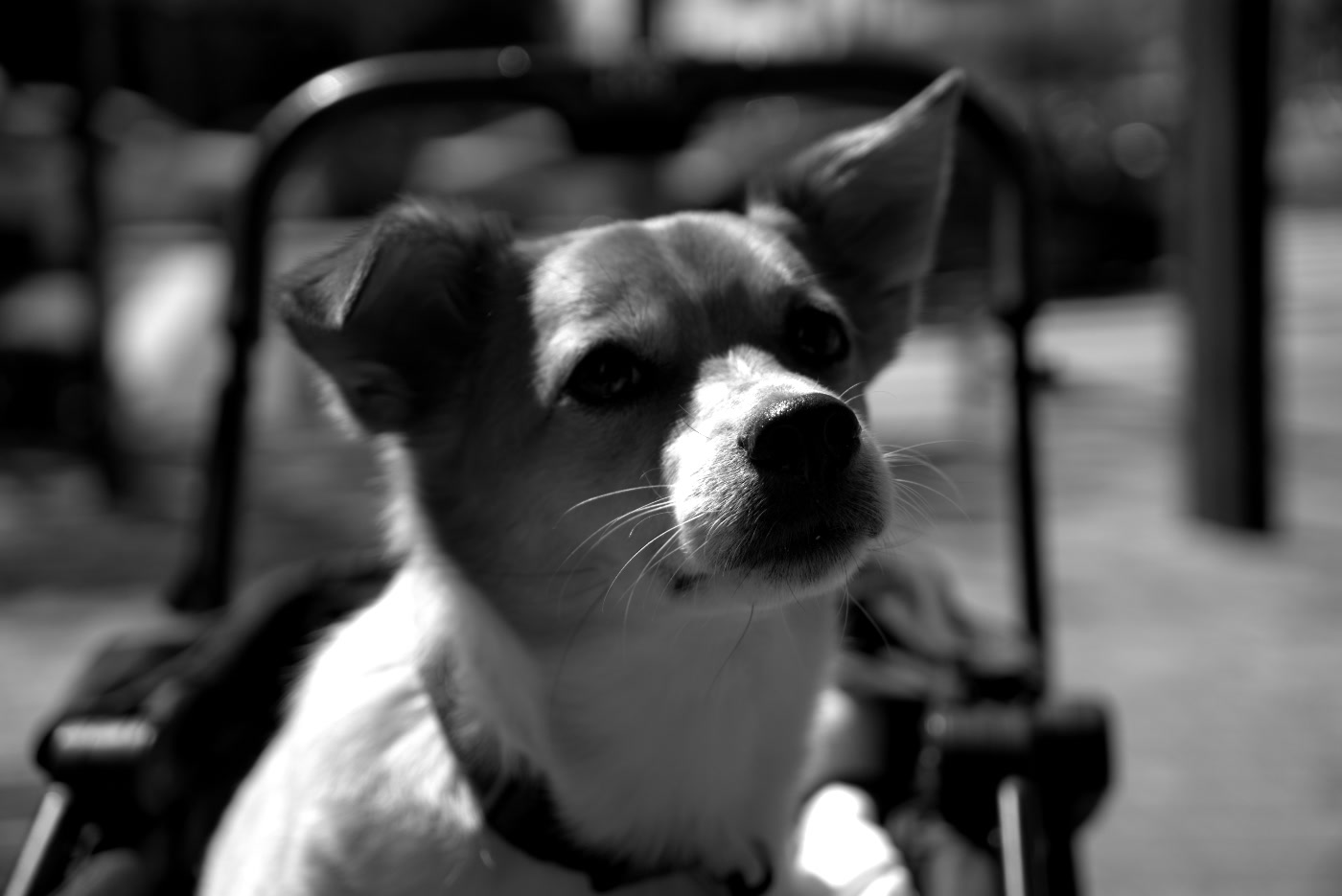 The same photo converted to black and white