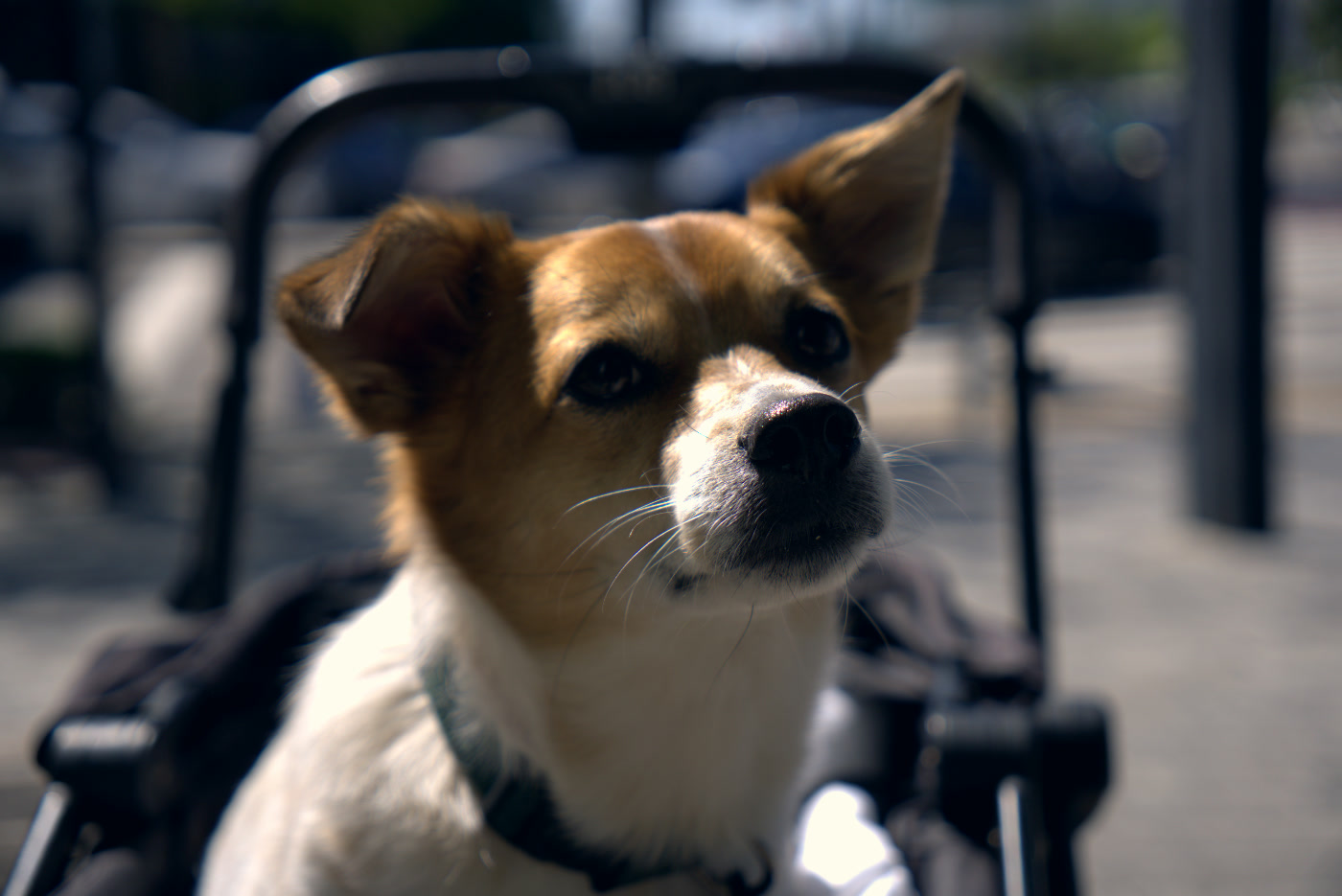 The same photo with the Cinematic preset applied