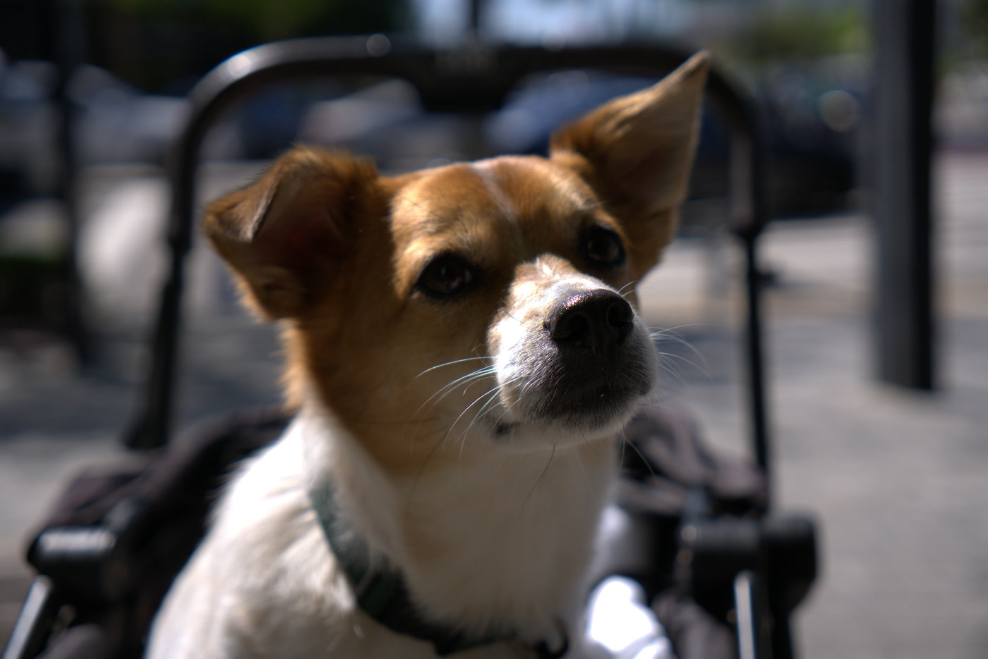 Dog photographed in a stroller, converted from RAW to JPG with natural color